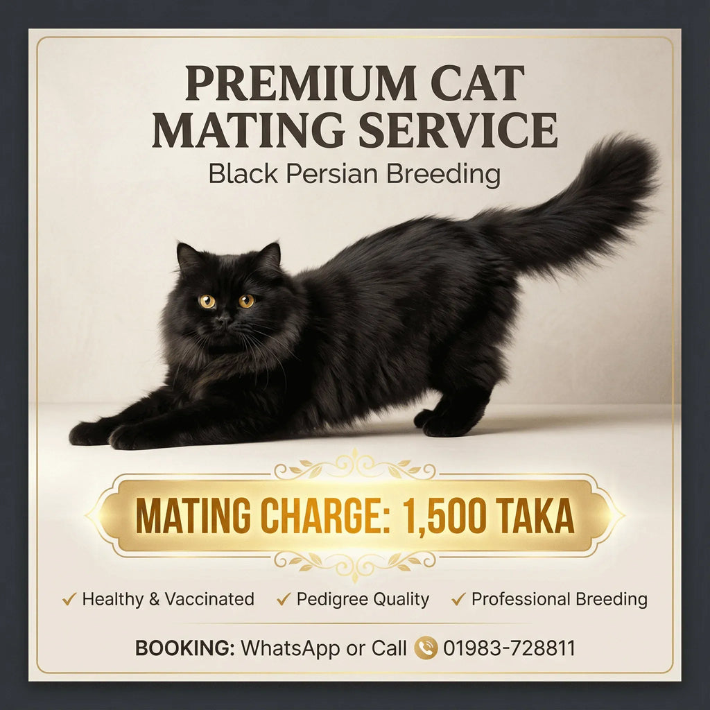 mating service Black Persian Male Cat Mating Service - Premium Stud Service in Dhaka Black Persian Male Cat Mating Service | Premium Stud Dhaka