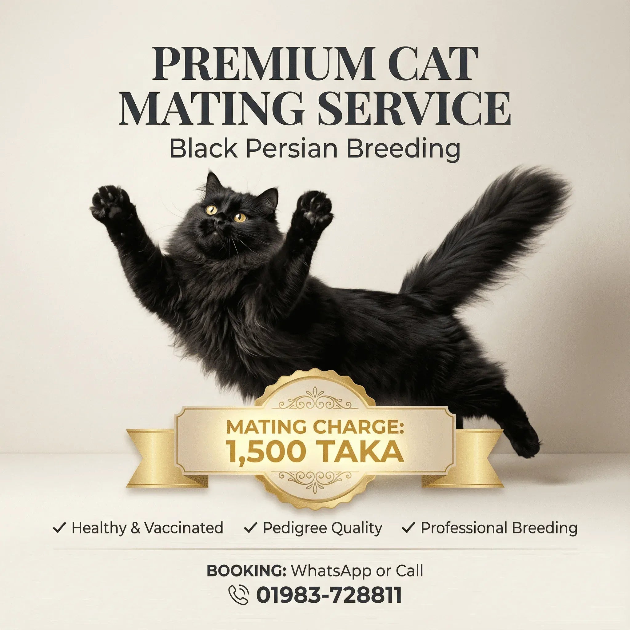 mating service Black Persian Male Cat Mating Service - Premium Stud Service in Dhaka Black Persian Male Cat Mating Service | Premium Stud Dhaka