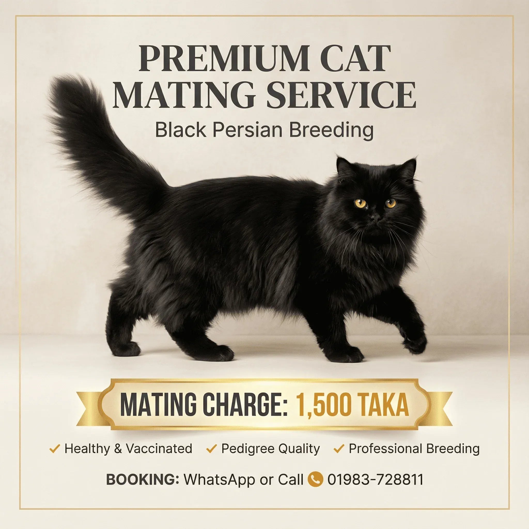 mating service Black Persian Male Cat Mating Service - Premium Stud Service in Dhaka Black Persian Male Cat Mating Service | Premium Stud Dhaka