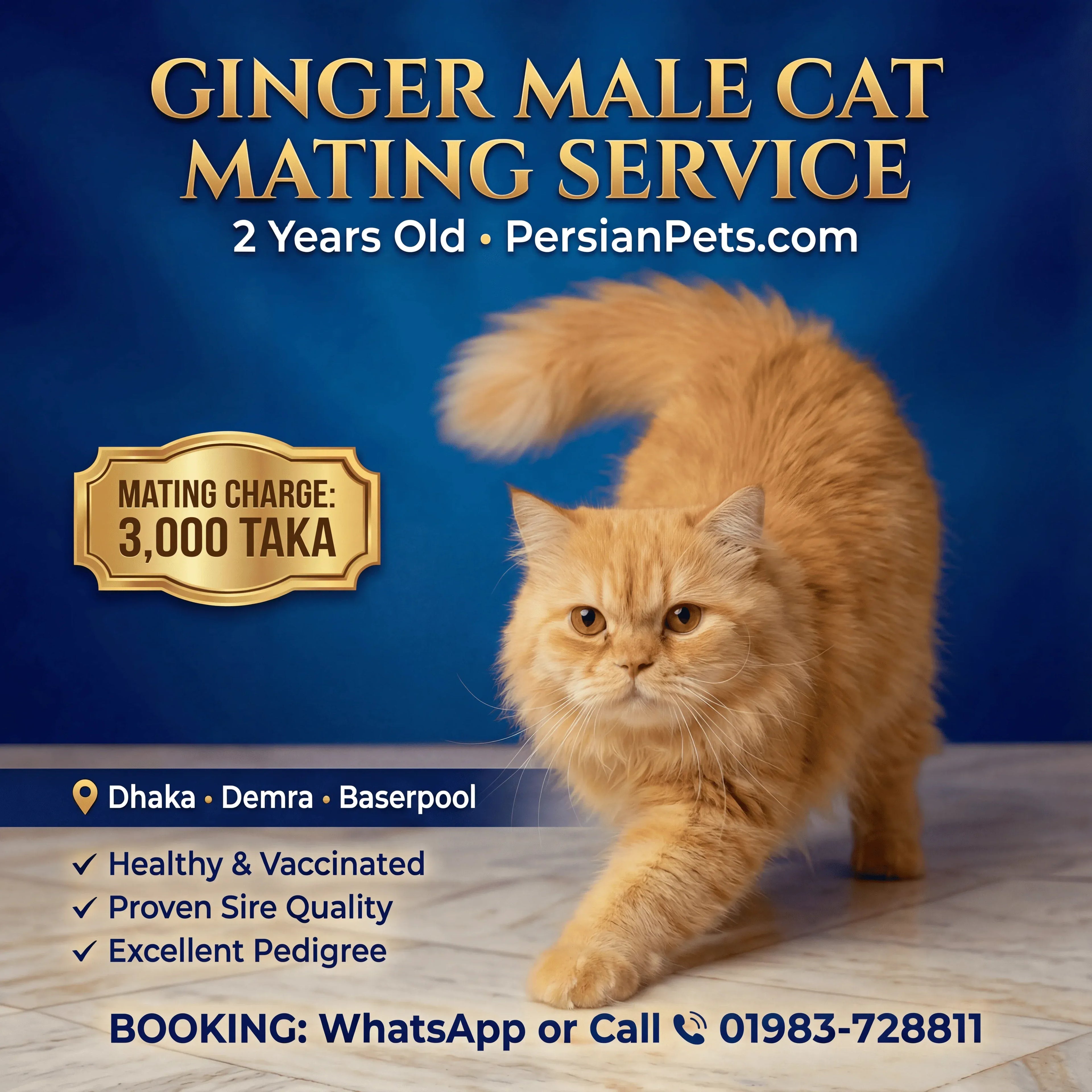 mating service Ginger Male Cat Mating Service - Premium Stud Service in Dhaka Ginger Male Cat Mating Service | Premium Stud Service Dhaka