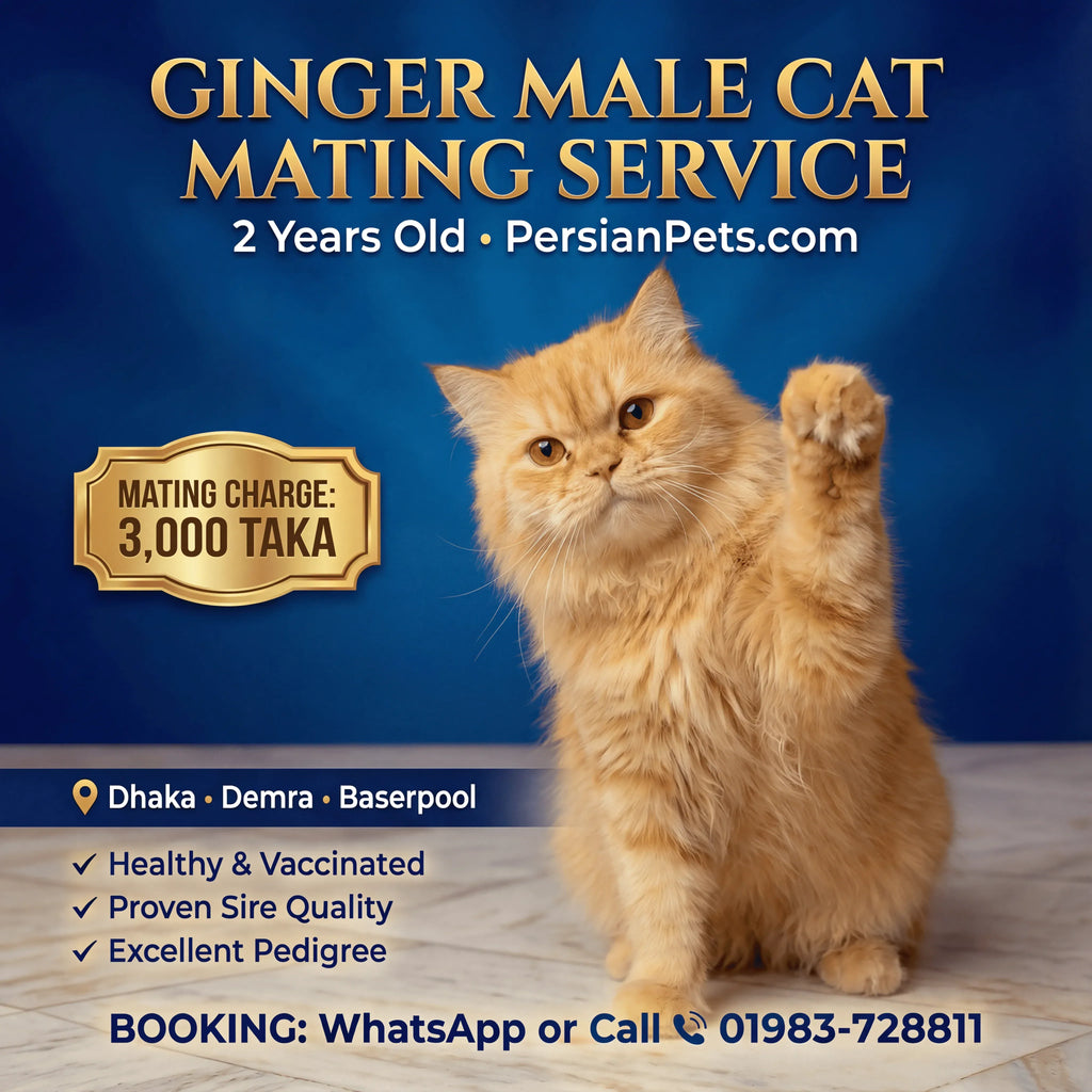 mating service Ginger Male Cat Mating Service - Premium Stud Service in Dhaka Ginger Male Cat Mating Service | Premium Stud Service Dhaka