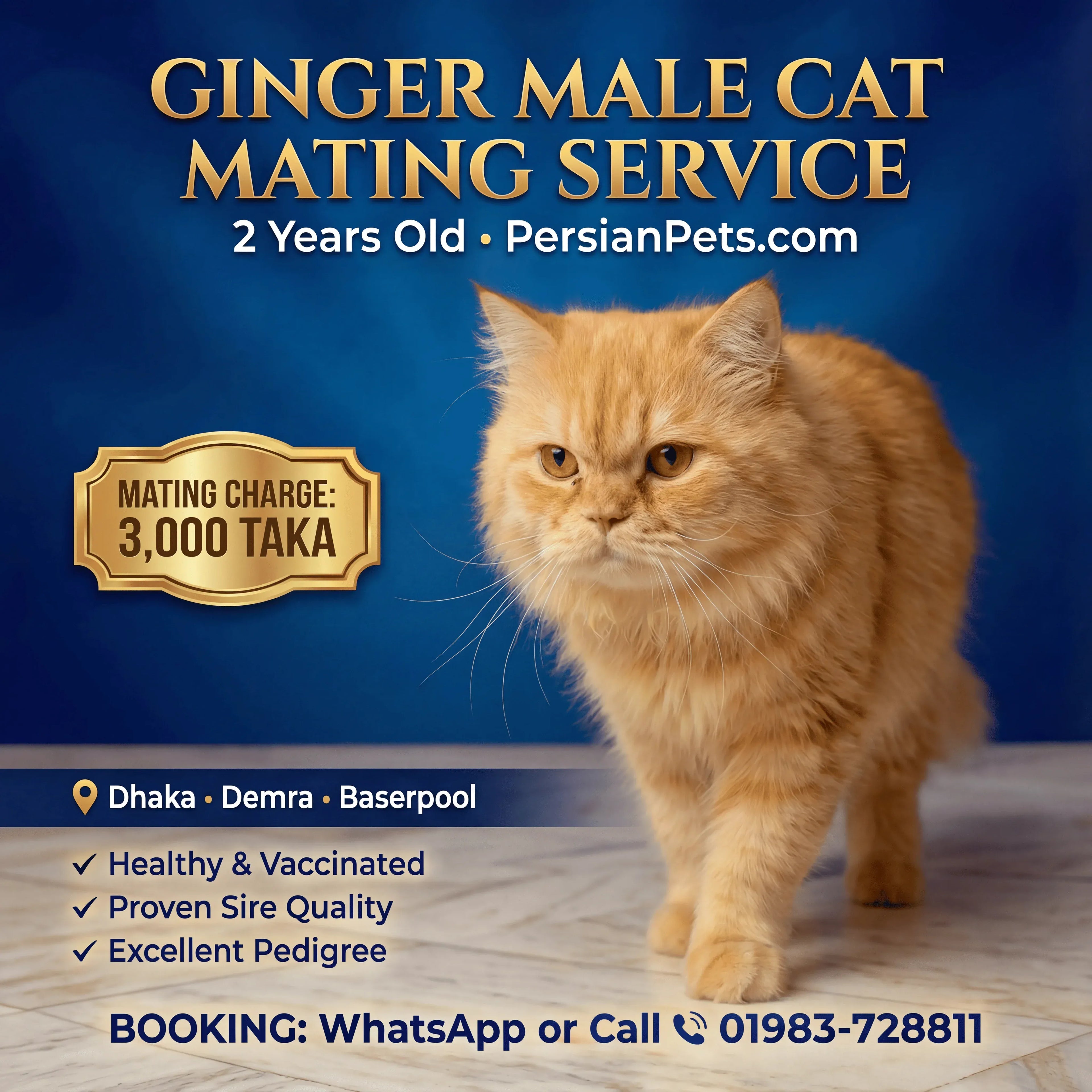 mating service Ginger Male Cat Mating Service - Premium Stud Service in Dhaka Ginger Male Cat Mating Service | Premium Stud Service Dhaka