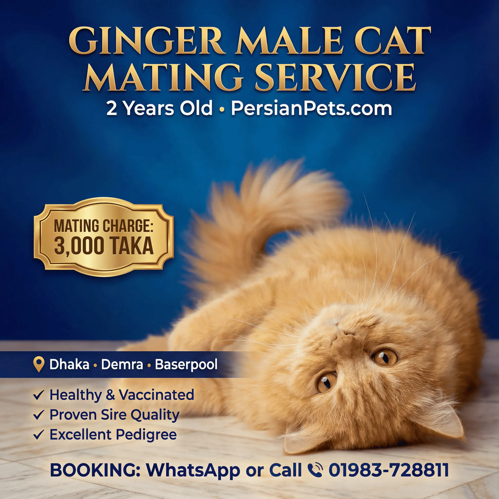 mating service Ginger Male Cat Mating Service - Premium Stud Service in Dhaka Ginger Male Cat Mating Service | Premium Stud Service Dhaka