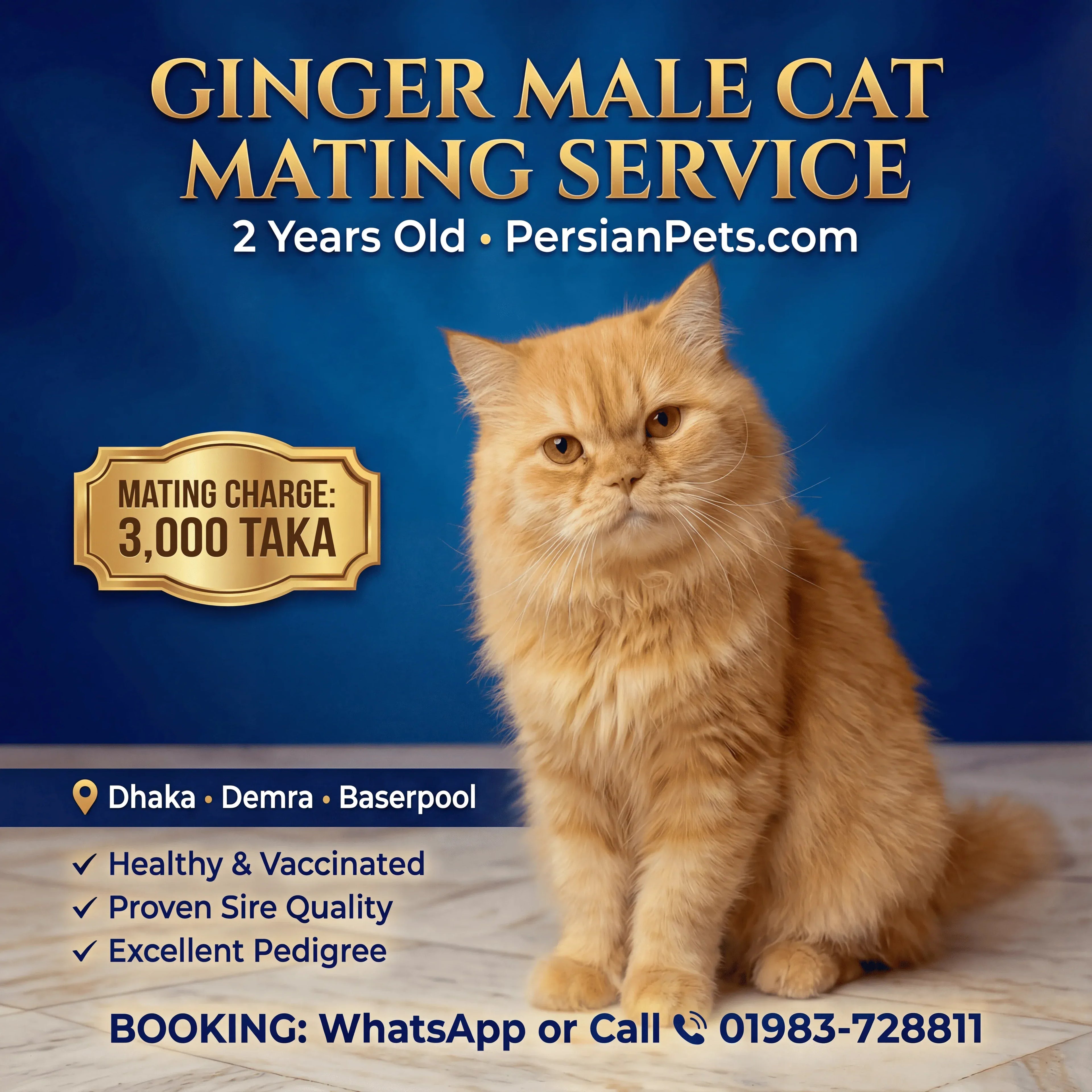 mating service Ginger Male Cat Mating Service - Premium Stud Service in Dhaka Ginger Male Cat Mating Service | Premium Stud Service Dhaka