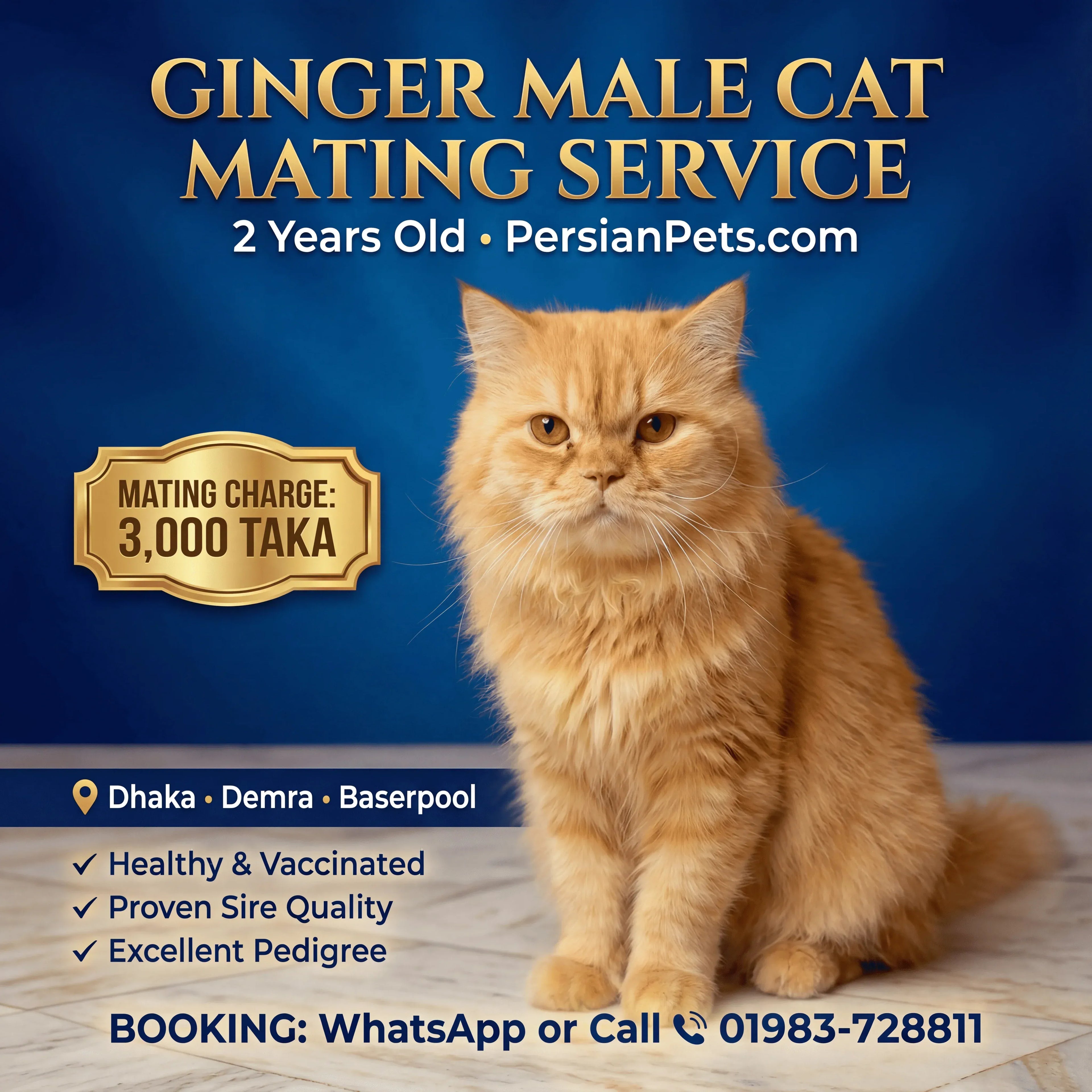 mating service Ginger Male Cat Mating Service - Premium Stud Service in Dhaka Ginger Male Cat Mating Service | Premium Stud Service Dhaka