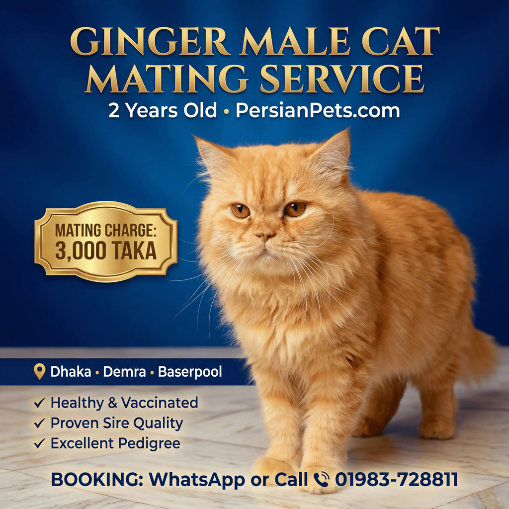 mating service Ginger Male Cat Mating Service - Premium Stud Service in Dhaka Ginger Male Cat Mating Service | Premium Stud Service Dhaka
