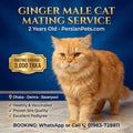 mating service Ginger Male Cat Mating Service - Premium Stud Service in Dhaka Ginger Male Cat Mating Service | Premium Stud Service Dhaka