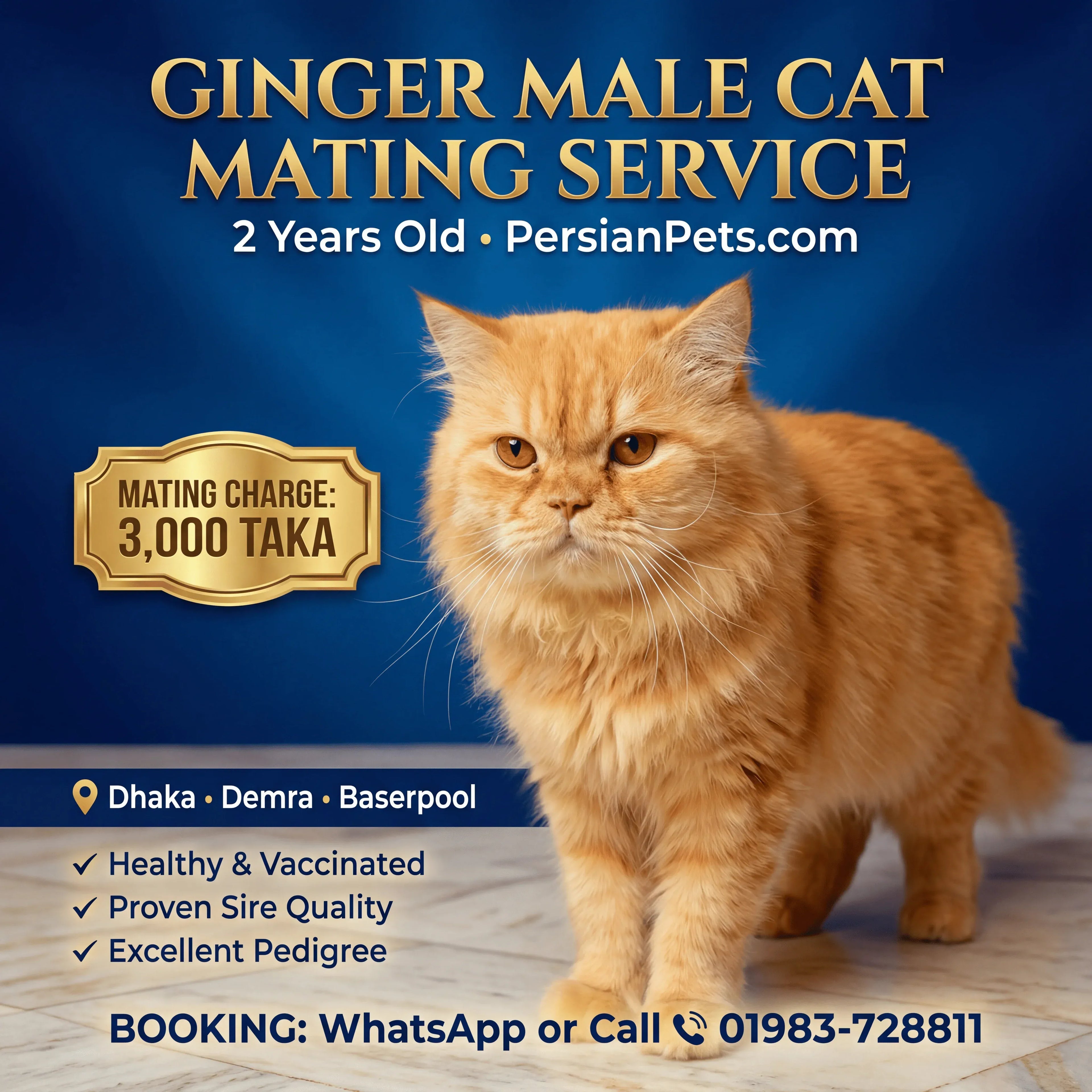 mating service Ginger Male Cat Mating Service - Premium Stud Service in Dhaka Ginger Male Cat Mating Service | Premium Stud Service Dhaka