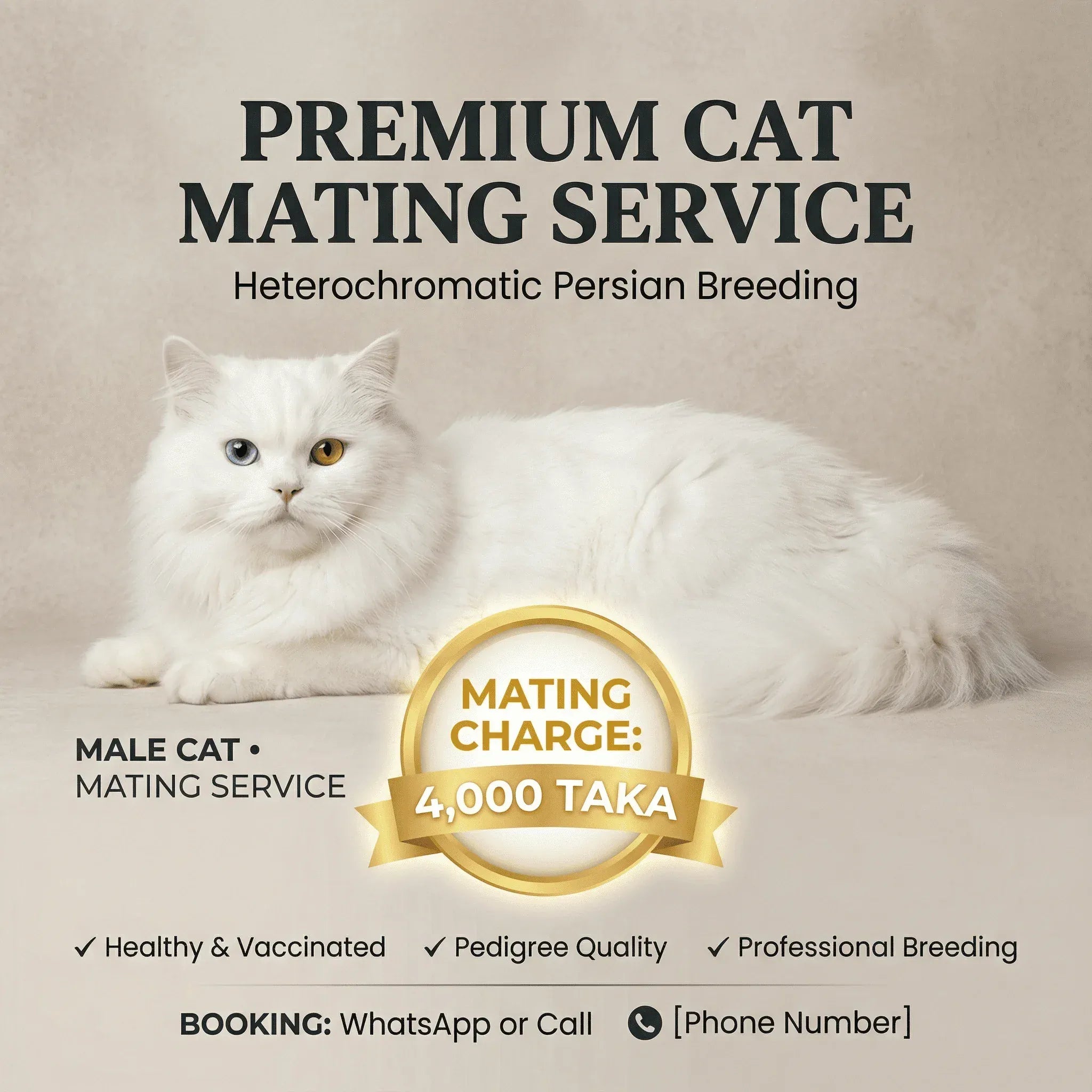 Odd-Eye Persian Cat Mating Service Available — Male Cat for Breeding Odd-Eye Persian Male Cat — Mating Service Available Now