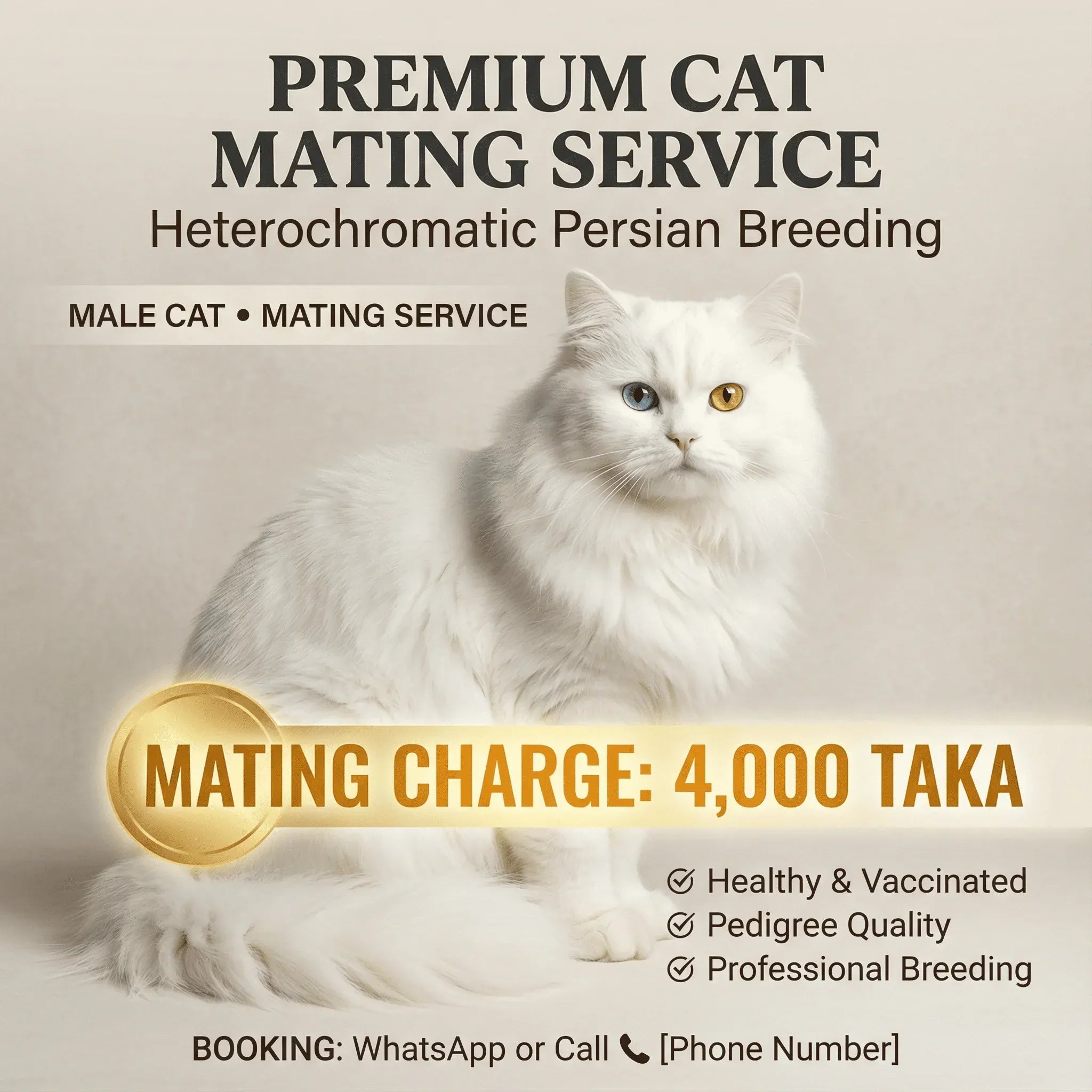Odd-Eye Persian Cat Mating Service Available — Male Cat for Breeding Odd-Eye Persian Male Cat — Mating Service Available Now