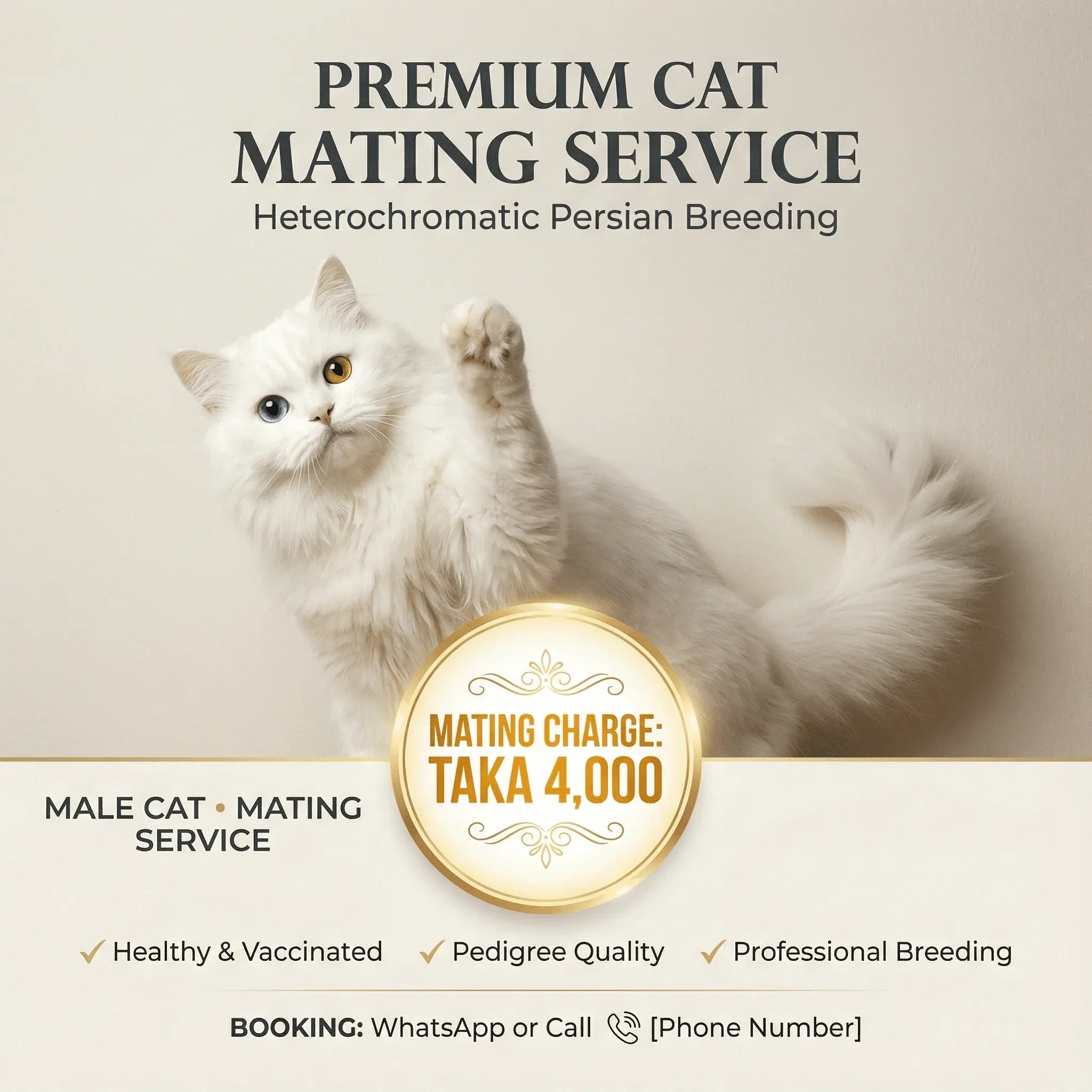 Odd-Eye Persian Cat Mating Service Available — Male Cat for Breeding Odd-Eye Persian Male Cat — Mating Service Available Now
