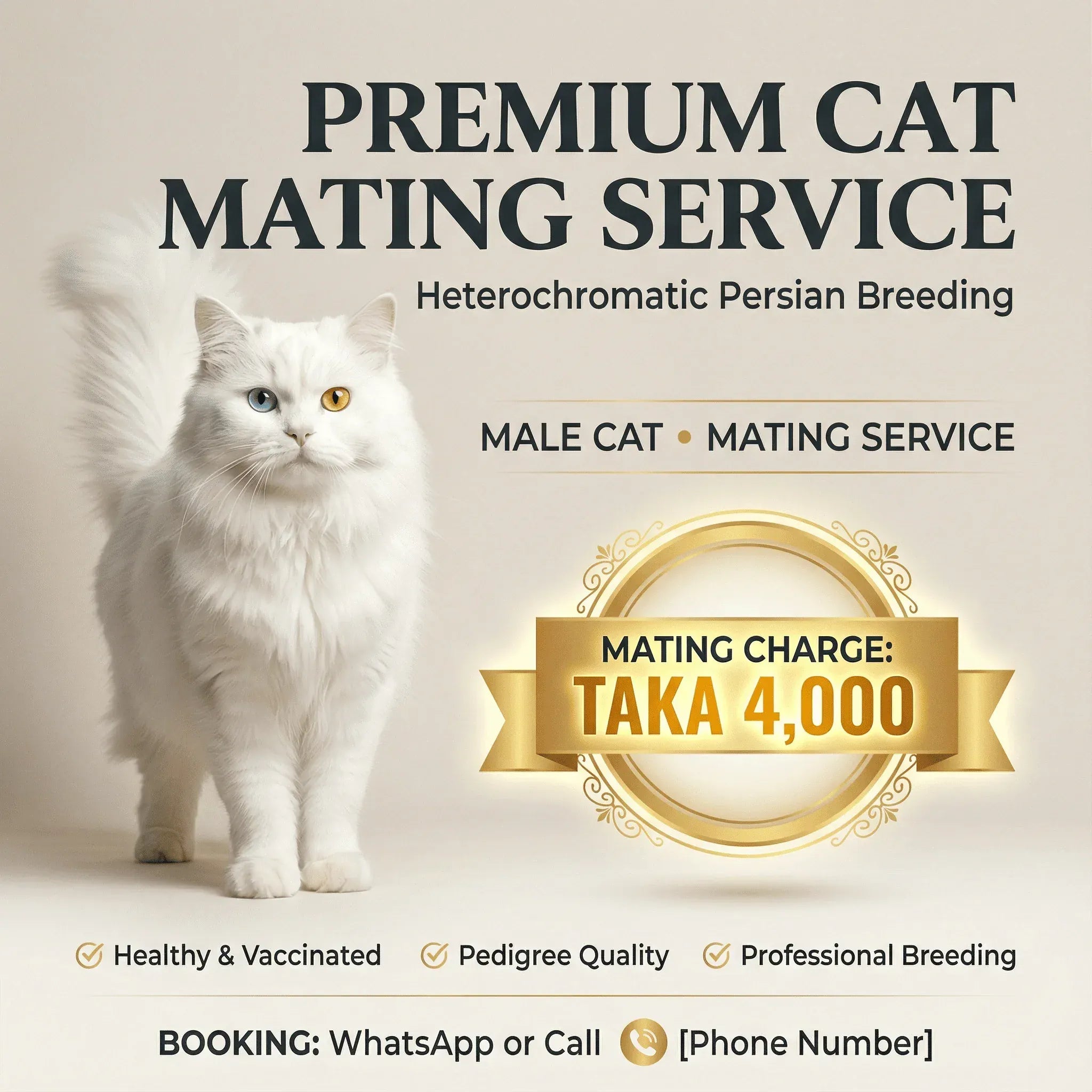 Odd-Eye Persian Cat Mating Service Available — Male Cat for Breeding Odd-Eye Persian Male Cat — Mating Service Available Now