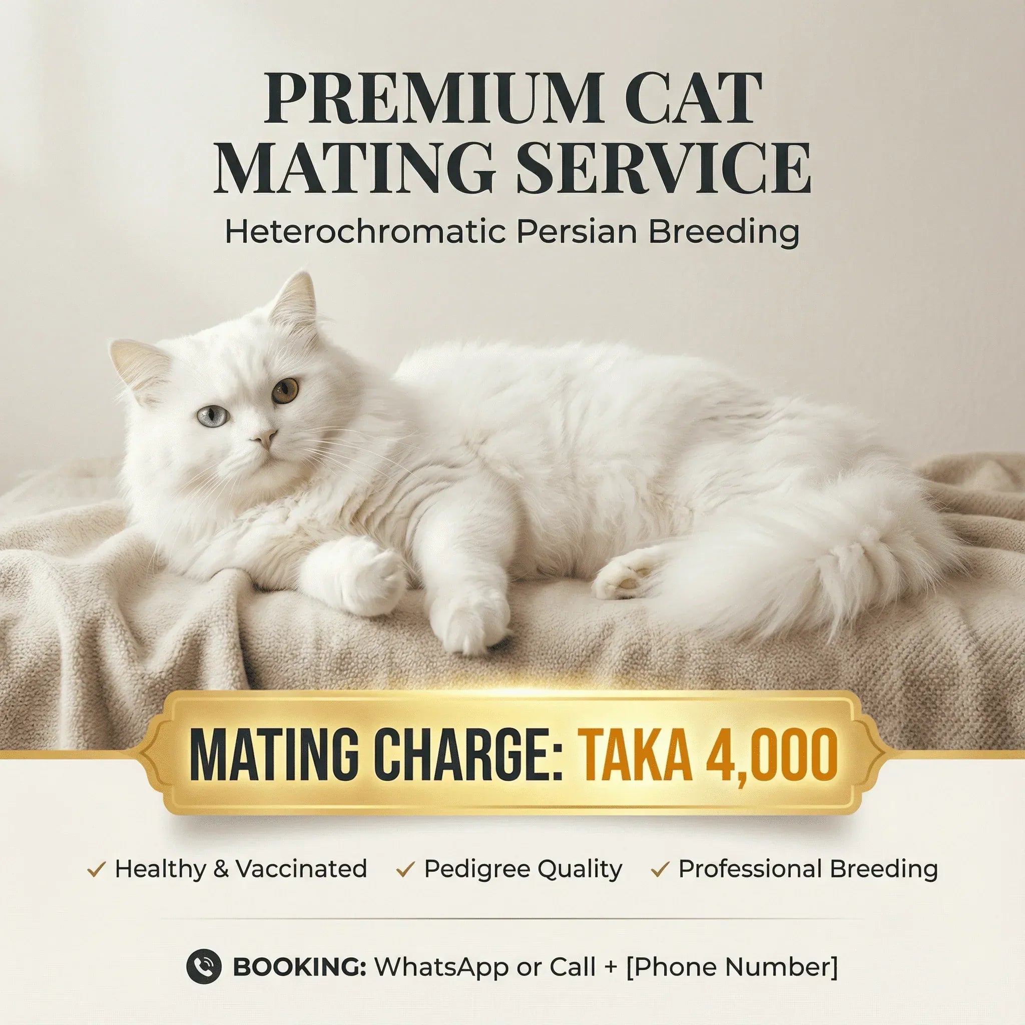 Odd-Eye Persian Cat Mating Service Available — Male Cat for Breeding Odd-Eye Persian Male Cat — Mating Service Available Now