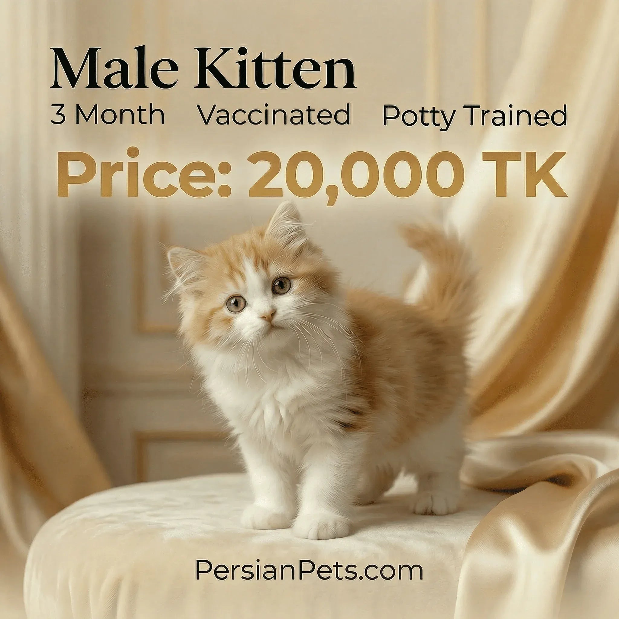 persian cat kitten Bi Male Kitten for Sale - Playful & Adorable Companion, 3 Months Old Persian Cat for Sale - Active and Affectionate Companion
