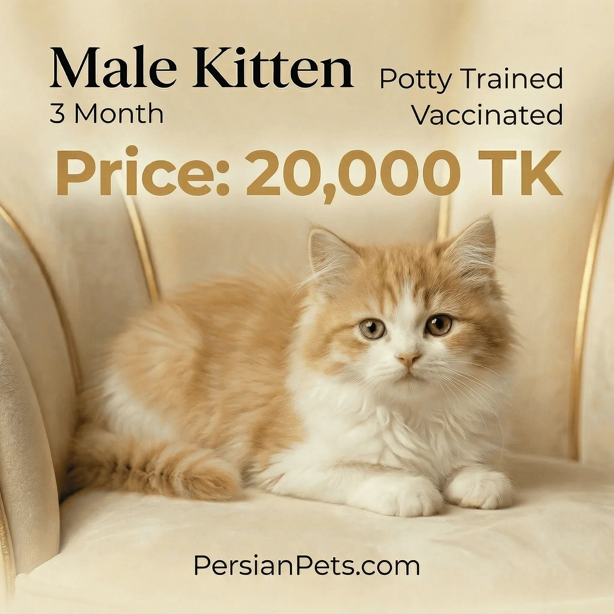 persian cat kitten Bi Male Kitten for Sale - Playful & Adorable Companion, 3 Months Old Persian Cat for Sale - Active and Affectionate Companion