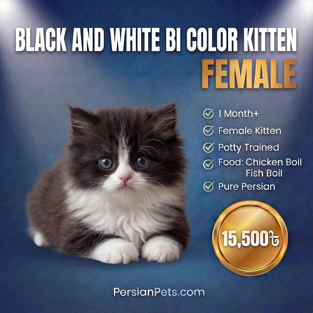 persian cat kitten Black and White Bi-Color Female Kitten for Sale Black and White Bi-Color Female Kitten for Sale - Persian
