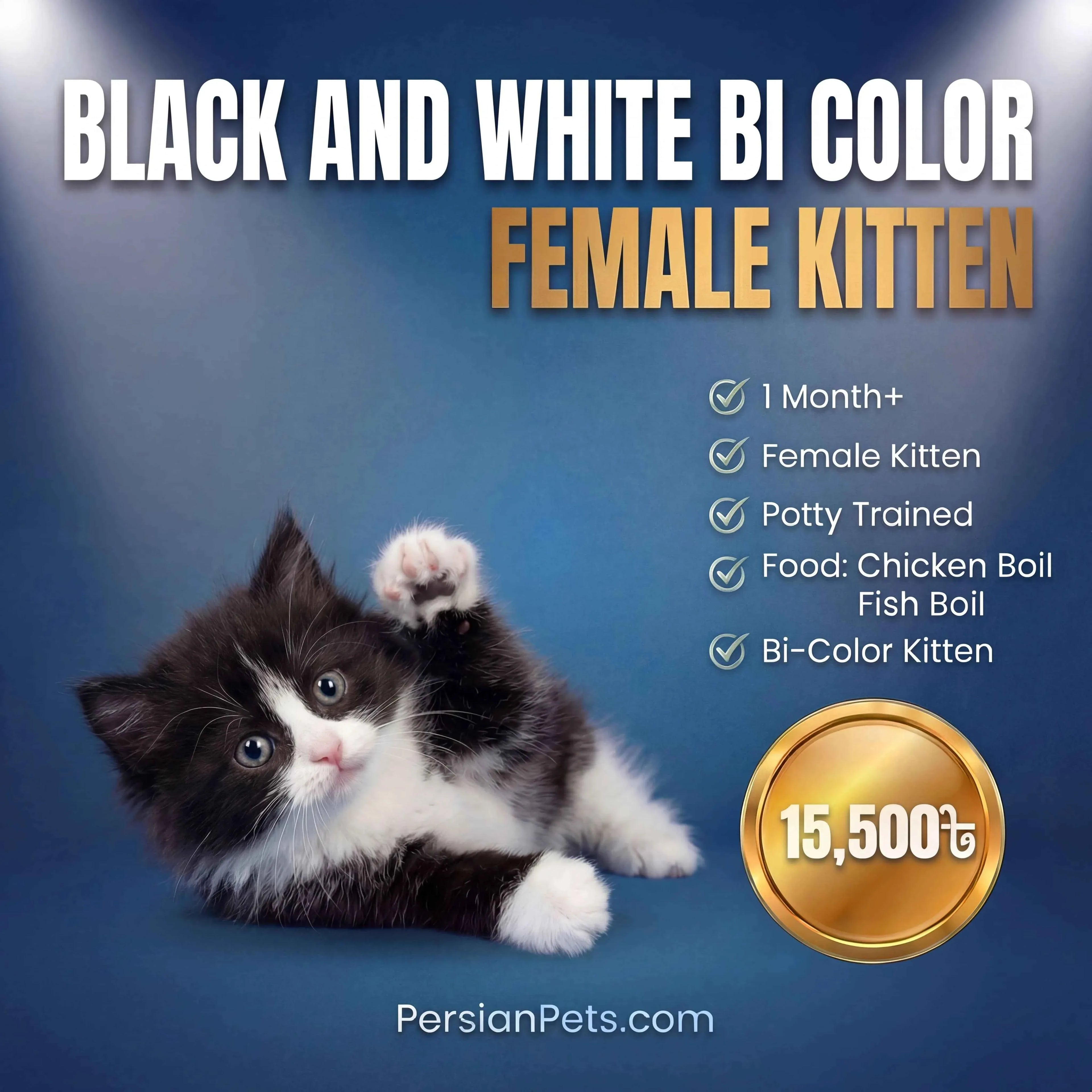 persian cat kitten Black and White Bi-Color Female Kitten for Sale Black and White Bi-Color Female Kitten for Sale - Persian