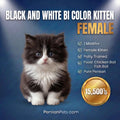 persian cat kitten Black and White Bi-Color Female Kitten for Sale Black and White Bi-Color Female Kitten for Sale - Persian