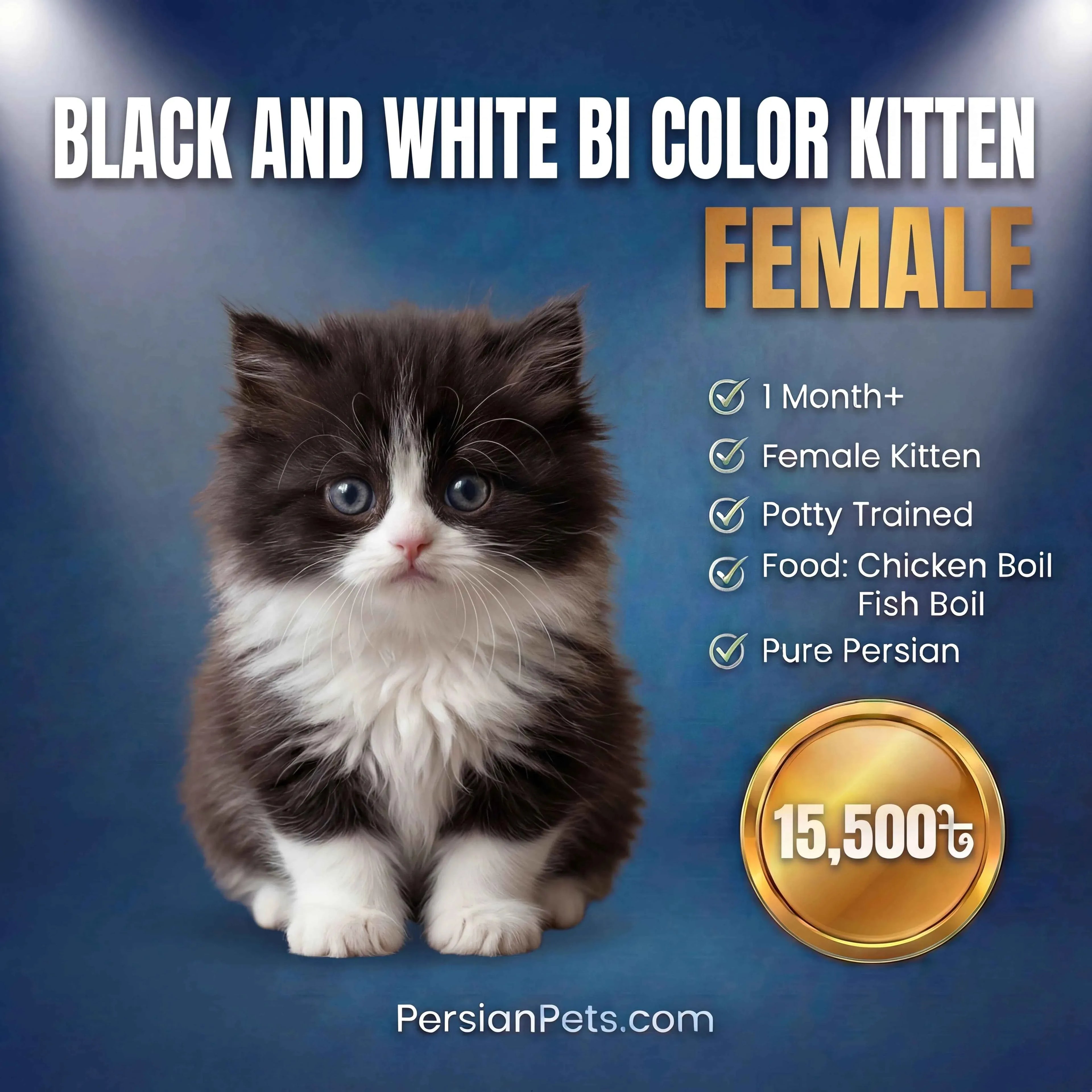 persian cat kitten Black and White Bi-Color Female Kitten for Sale Black and White Bi-Color Female Kitten for Sale - Persian