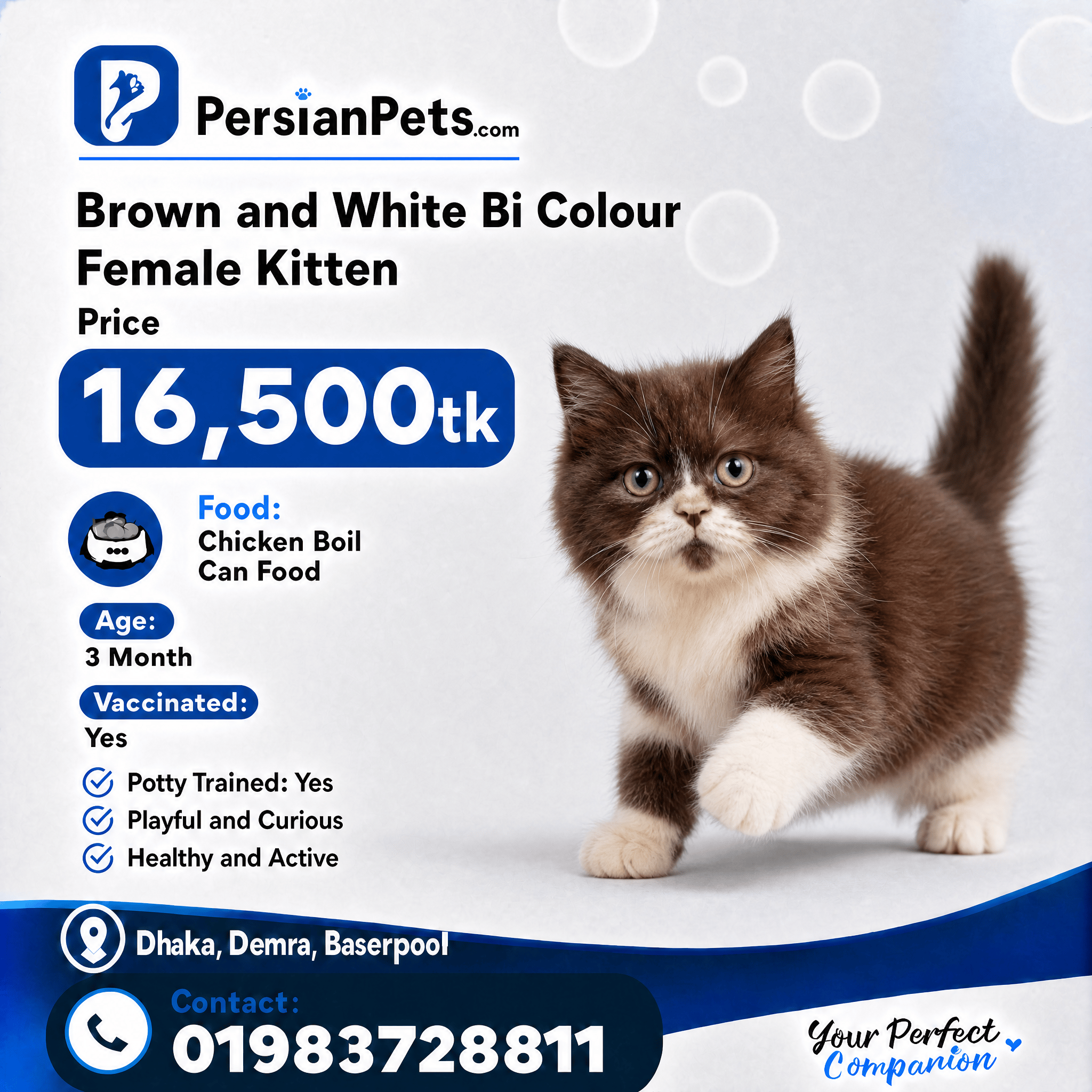 persian cat kitten Black and White Bi-Color Female Kitten for Sale | PersianPets Dhaka Bi-Color Female Kitten for Sale: Persian Luxury Pet