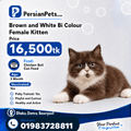 persian cat kitten Black and White Bi-Color Female Kitten for Sale | PersianPets Dhaka Bi-Color Female Kitten for Sale: Persian Luxury Pet