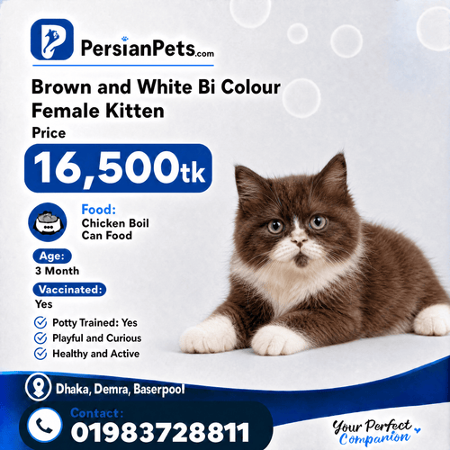 persian cat kitten Black and White Bi-Color Female Kitten for Sale | PersianPets Dhaka Bi-Color Female Kitten for Sale: Persian Luxury Pet