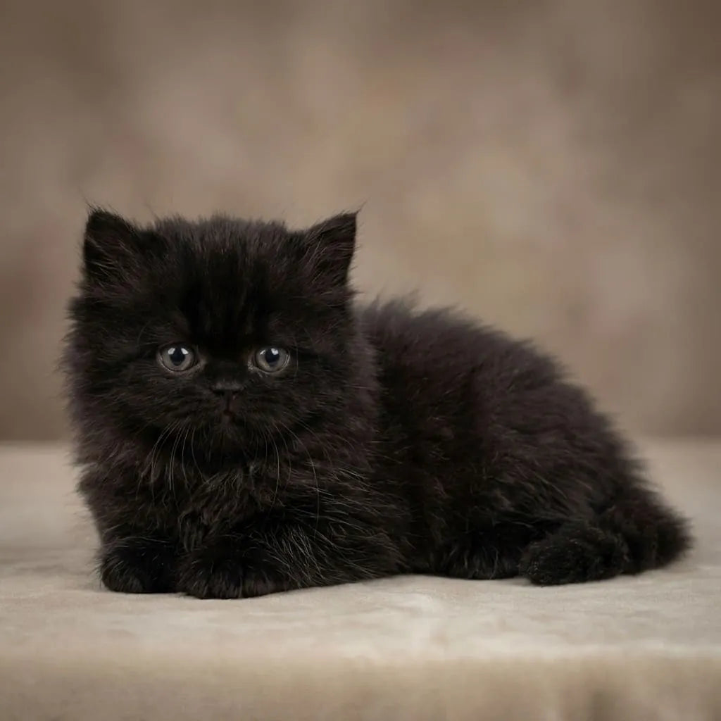 persian cat kitten Black Persian Female Kitten - Adorable 3 Month Old Companion Black Persian Female Kitten for Sale | 3 Month Old Companion