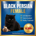 persian cat kitten Black Persian Female Kitten - Adorable 3 Month Old Companion Black Persian Female Kitten for Sale | 3 Month Old Companion