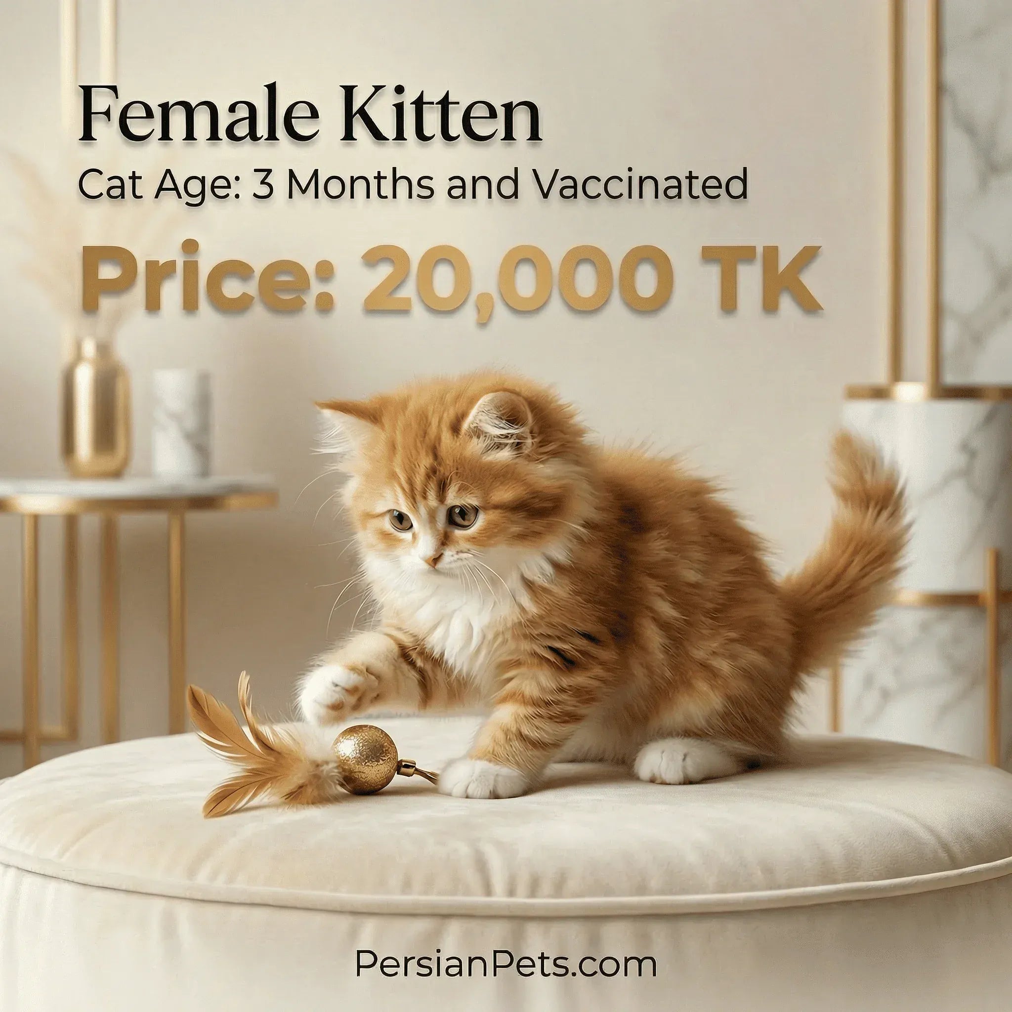 persian cat kitten Brown Female Kitten for Sale - 3 Months Adorable Companion Brown Female Kitten for Sale - Adorable 3-Month-Old Companion