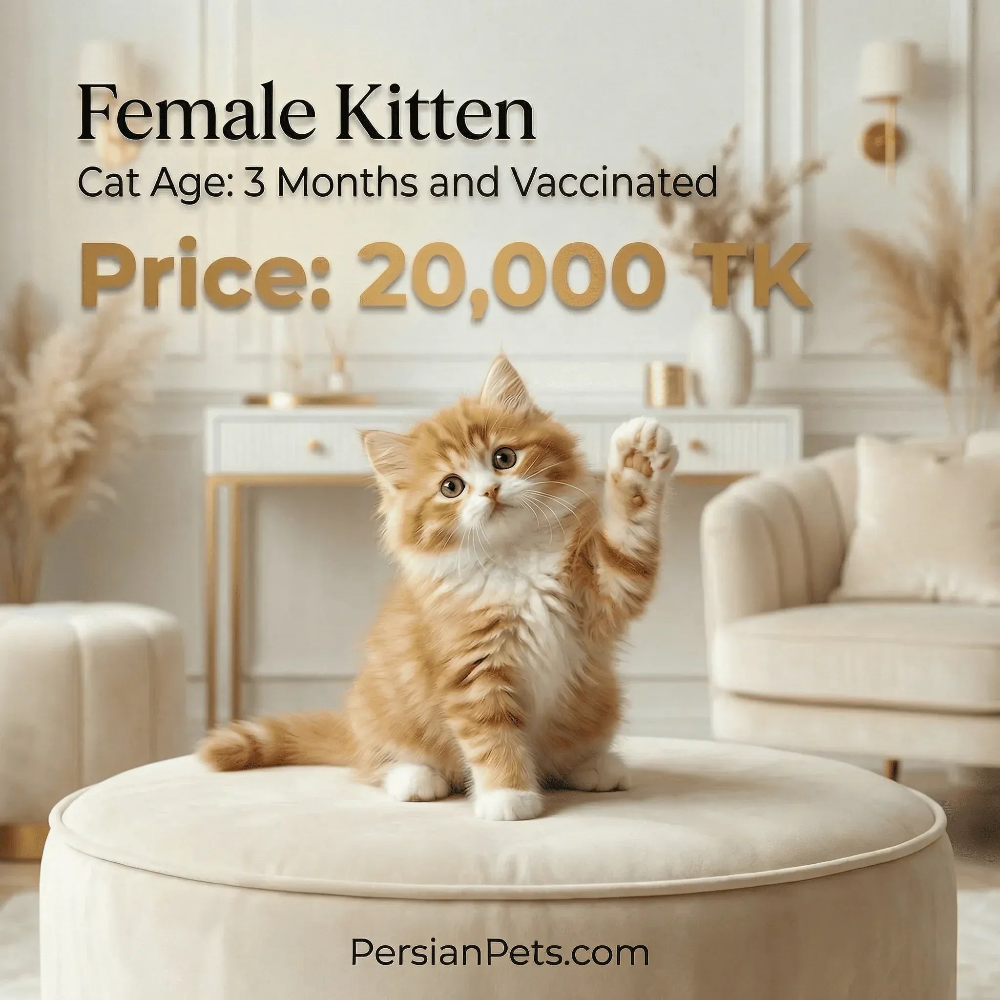 persian cat kitten Brown Female Kitten for Sale - 3 Months Adorable Companion Brown Female Kitten for Sale - Adorable 3-Month-Old Companion