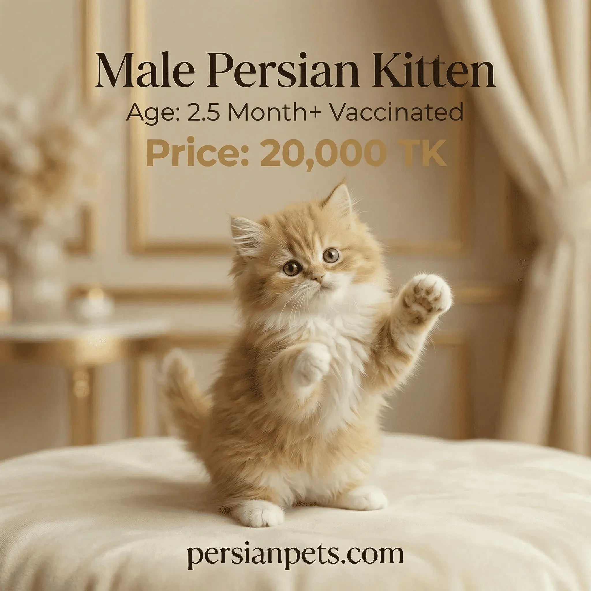persian cat kitten Brown Male Kitten for Sale - Playful and Adorable Companion, 2.5 Months+ Brown Male Kitten for Sale - Playful Companion, 2.5 Months+ Old