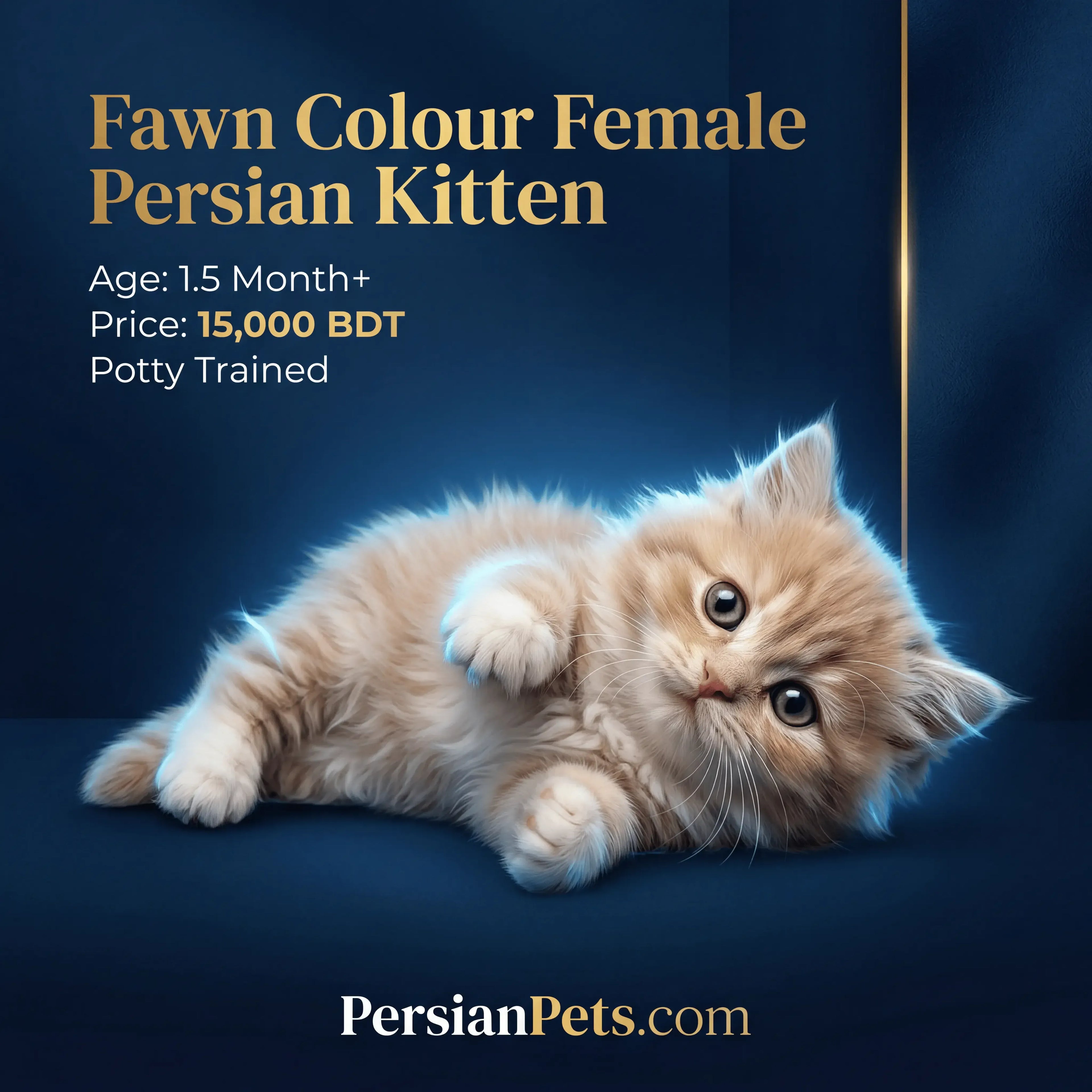 persian cat kitten Buy Fawn Persian Kitten for Sale - Adorable Female Persian Companion Female Persian Kitten: Charming Fawn Fur, 3 Months