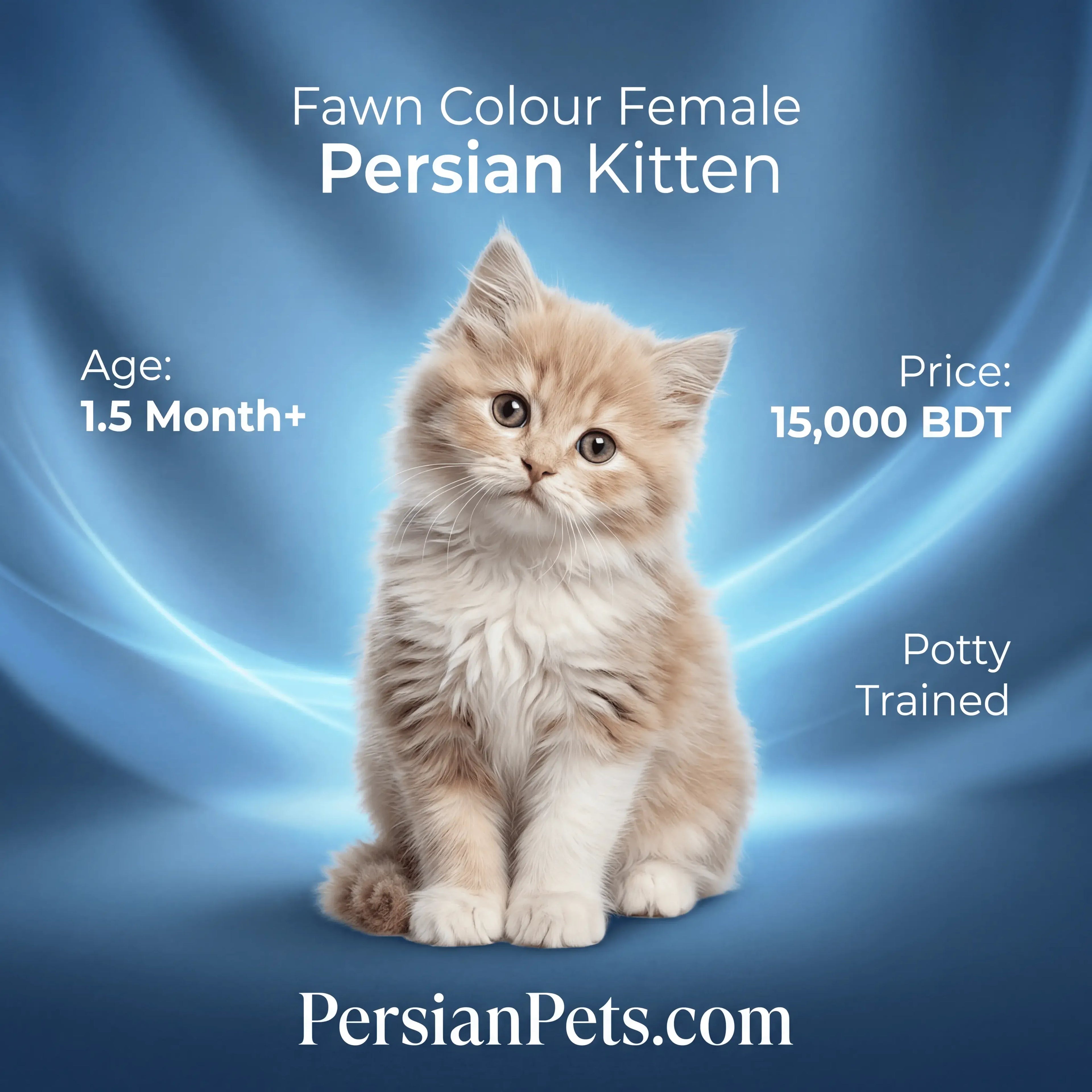 persian cat kitten Buy Fawn Persian Kitten for Sale - Adorable Female Persian Companion Female Persian Kitten: Charming Fawn Fur, 3 Months
