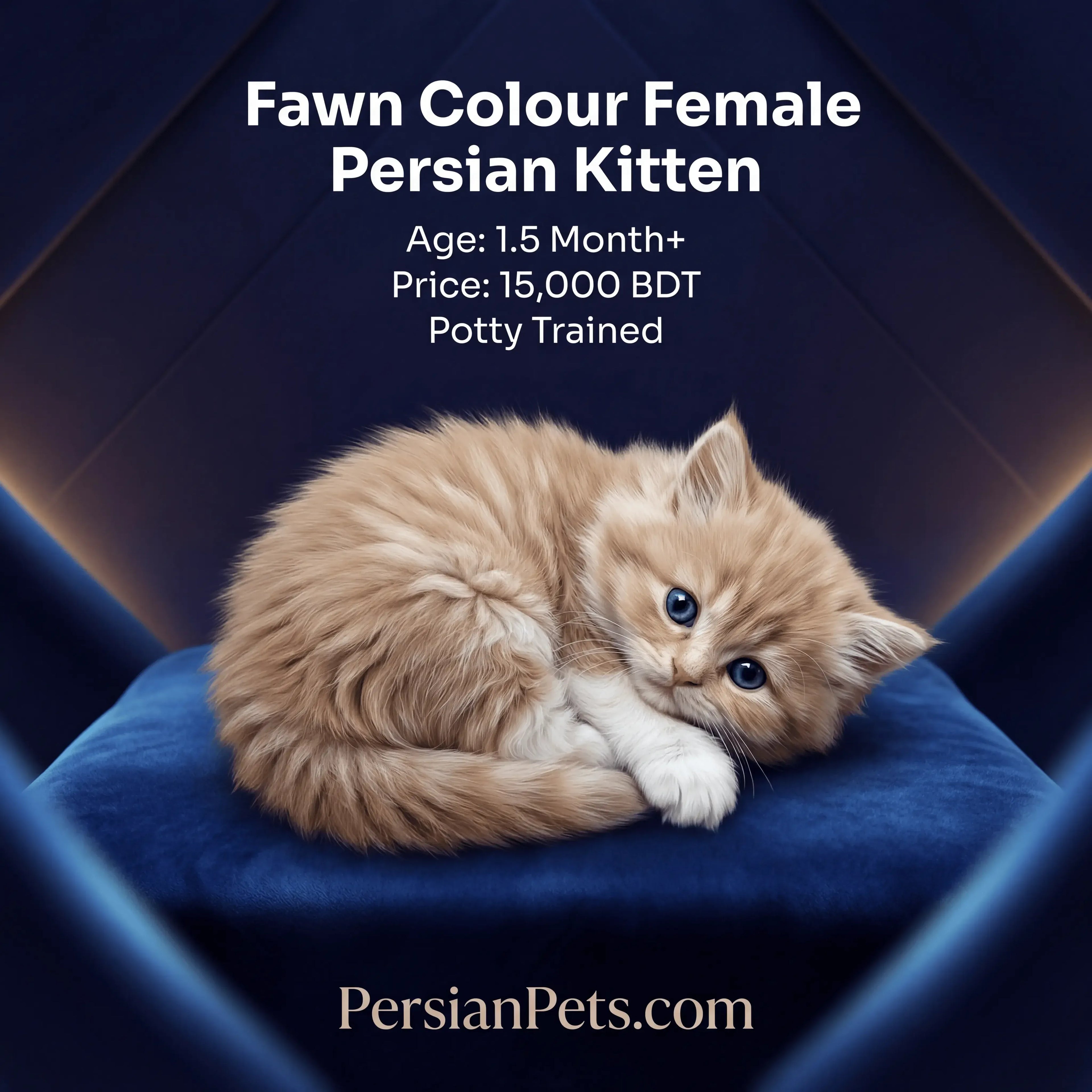 persian cat kitten Buy Fawn Persian Kitten for Sale - Adorable Female Persian Companion Female Persian Kitten: Charming Fawn Fur, 3 Months