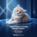 persian cat kitten Buy Fawn Persian Kitten for Sale - Adorable Female Persian Companion Female Persian Kitten: Charming Fawn Fur, 3 Months