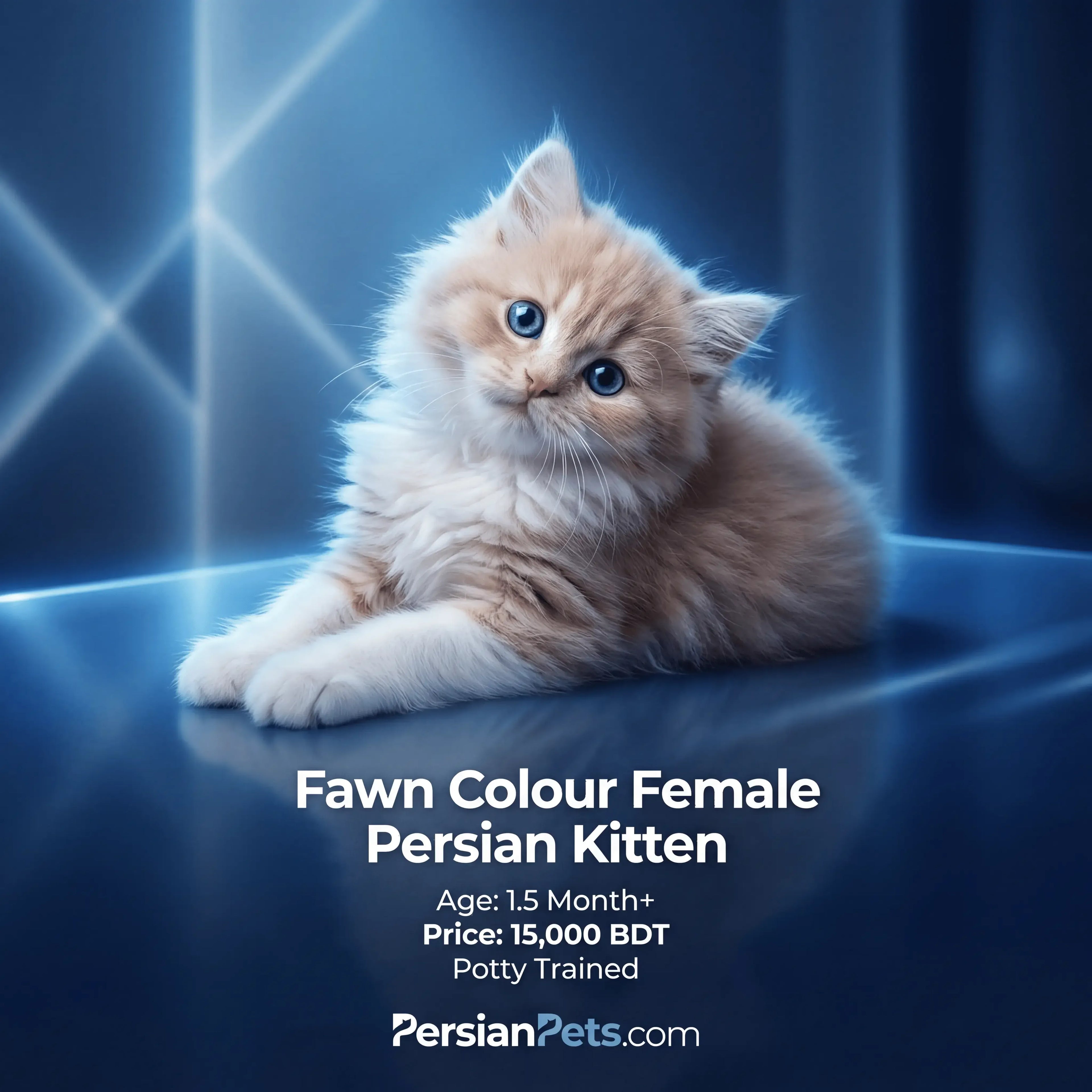 persian cat kitten Buy Fawn Persian Kitten for Sale - Adorable Female Persian Companion Female Persian Kitten: Charming Fawn Fur, 3 Months