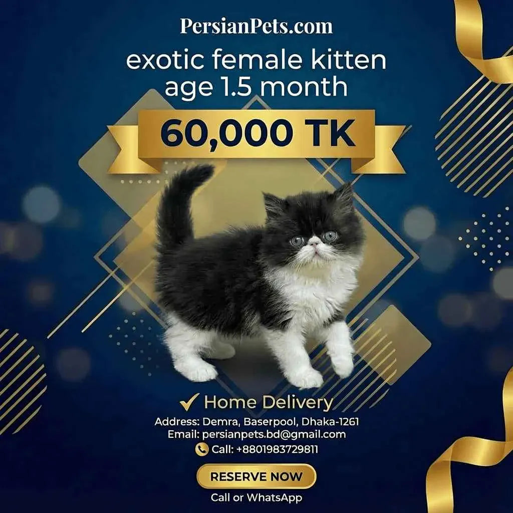 persian cat kitten Exotic Female Kitten for Sale | 3 Months Old | PersianPets.com Exotic Female Kitten for Sale - Purebred & Loved