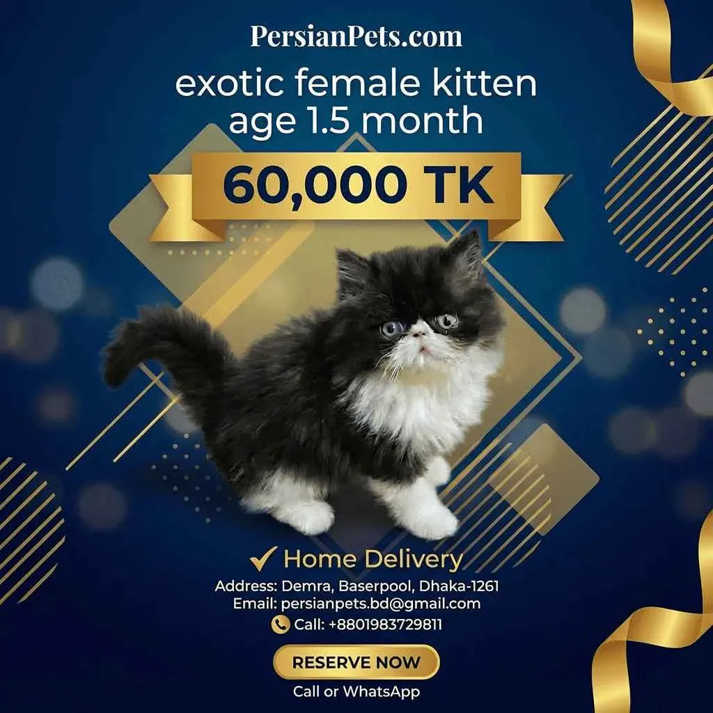 persian cat kitten Exotic Female Kitten for Sale | 3 Months Old | PersianPets.com Exotic Female Kitten for Sale - Purebred & Loved