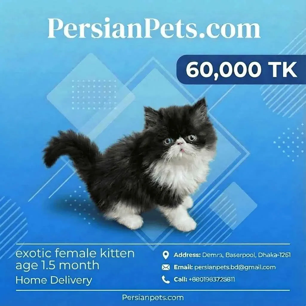 persian cat kitten Exotic Female Kitten for Sale | 3 Months Old | PersianPets.com Exotic Female Kitten for Sale - Purebred & Loved
