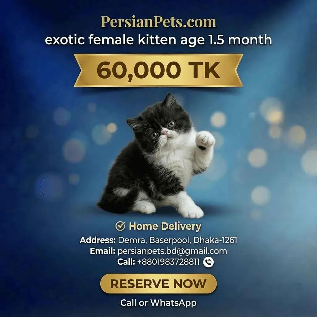 persian cat kitten Exotic Female Kitten for Sale | 3 Months Old | PersianPets.com Exotic Female Kitten for Sale - Purebred & Loved