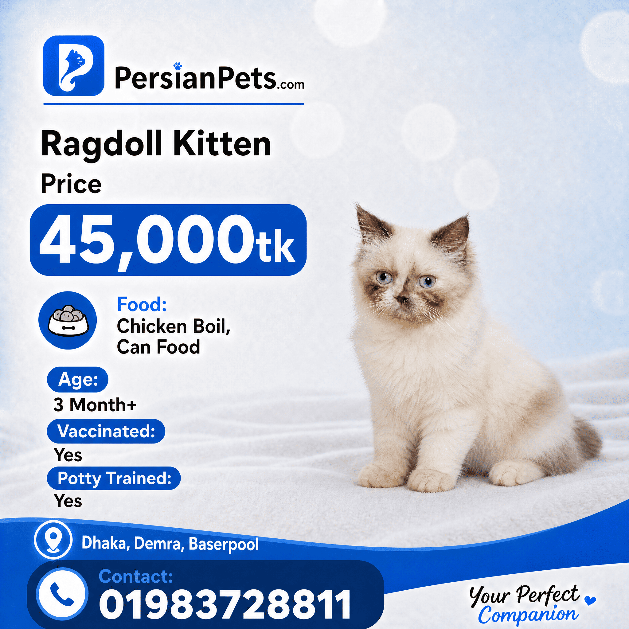 persian cat kitten F1 Blue-Eyed Female Ragdoll F1 Blue-Eyed Female Ragdoll: Ideal Family Companion