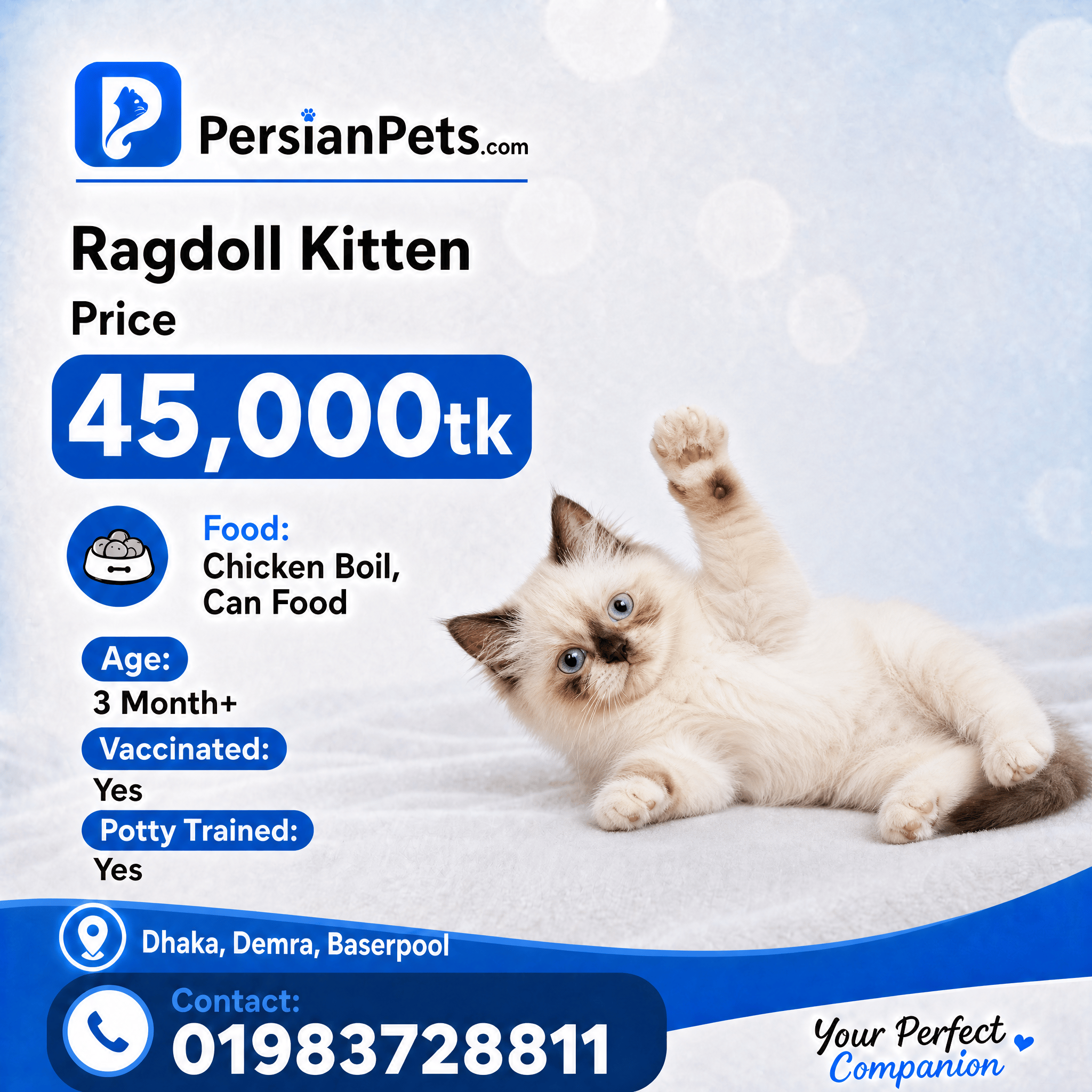 persian cat kitten F1 Blue-Eyed Female Ragdoll F1 Blue-Eyed Female Ragdoll: Ideal Family Companion