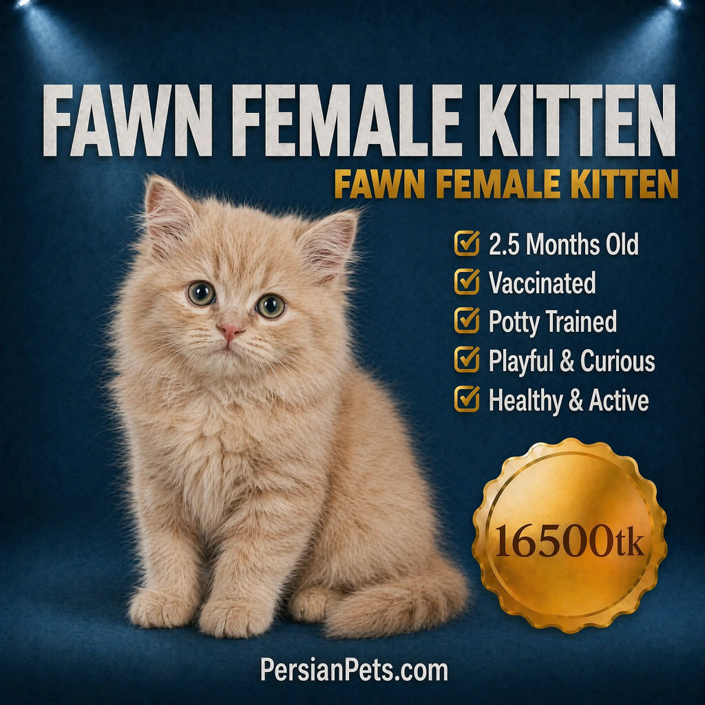 persian cat kitten Fawn Female Persian Kitten for Sale in Dhaka | PersianPets.com Fawn Female Persian Kitten: Healthy & Playful Cat