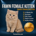 persian cat kitten Fawn Female Persian Kitten for Sale in Dhaka | PersianPets.com Fawn Female Persian Kitten: Healthy & Playful Cat