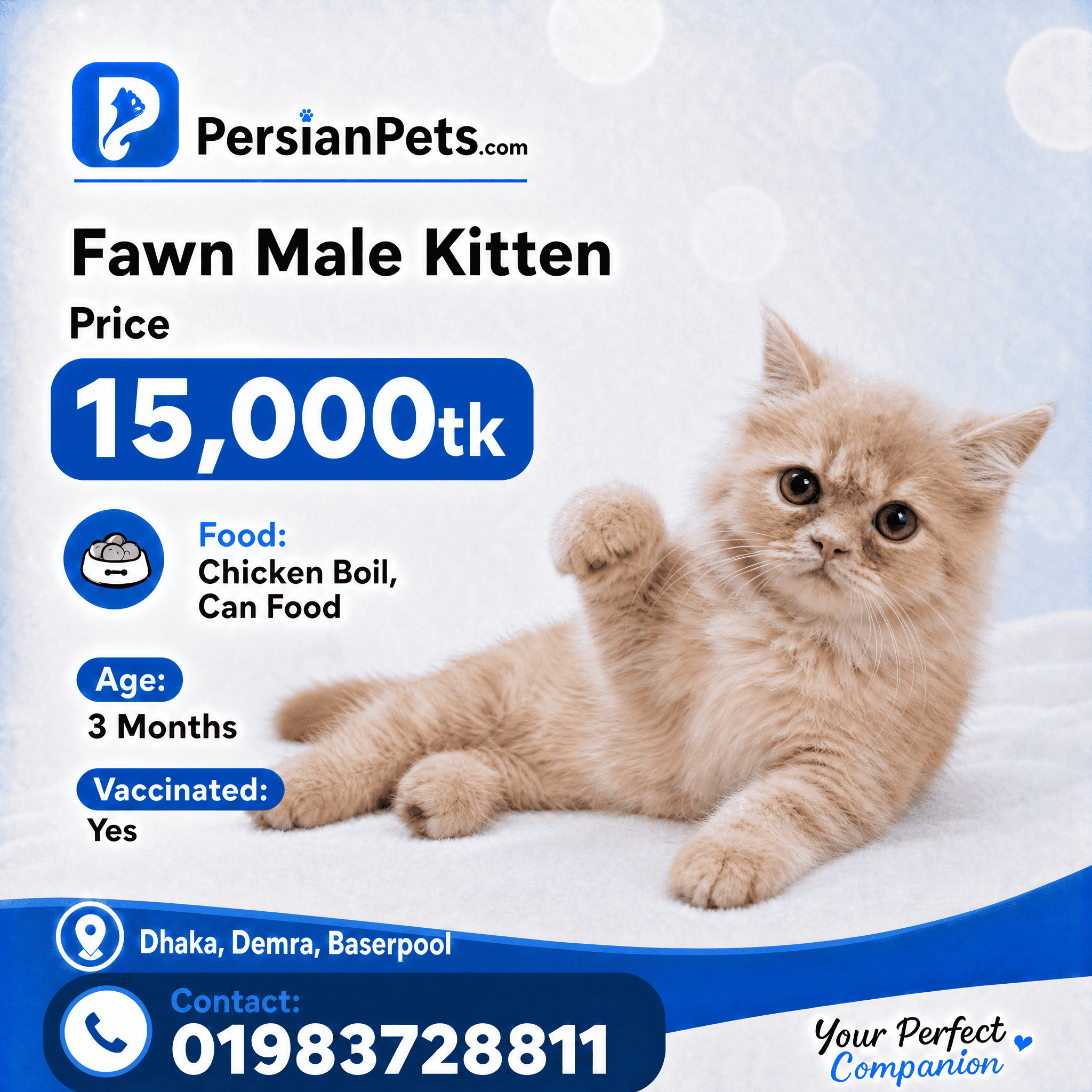 persian cat kitten Fawn Male Persian Kitten Fawn Male Persian Kitten
