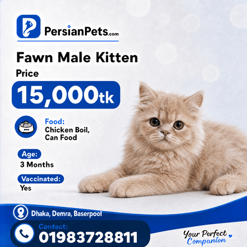 persian cat kitten Fawn Male Persian Kitten Fawn Male Persian Kitten