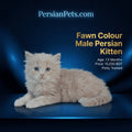 persian cat kitten Fawn Persian Kitten for Sale - Male Persian Kitten Available Fawn Persian Kitten for Sale - Adorable Male Persian Kitten Available