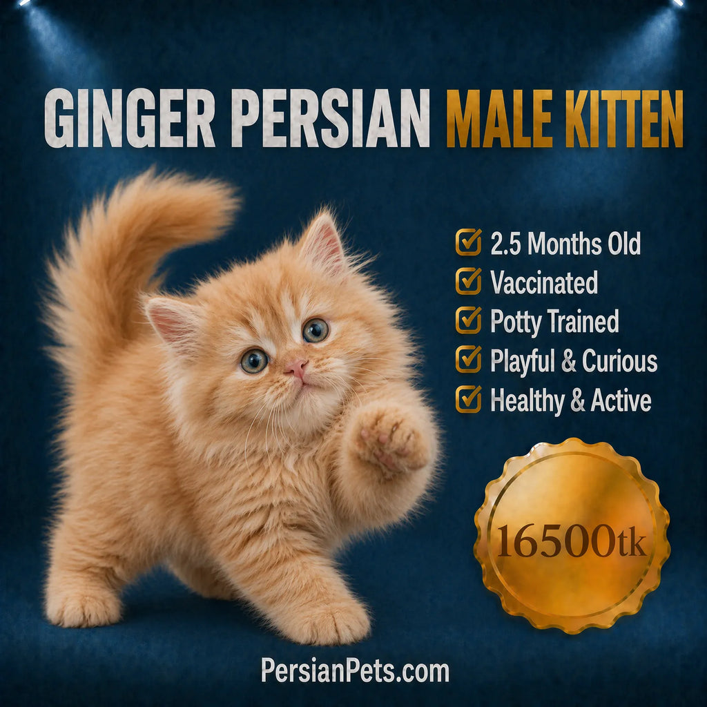 persian cat kitten Ginger Persian Male Kitten Ginger Persian Male Kitten for Sale in Dhaka | PersianPets.com