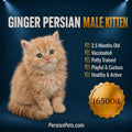 persian cat kitten Ginger Persian Male Kitten Ginger Persian Male Kitten for Sale in Dhaka | PersianPets.com