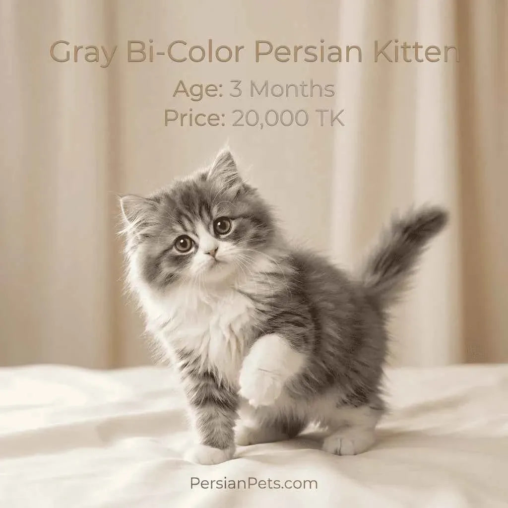 persian cat kitten Gray Bi-Color Persian Kitten 3 Months Old - Doll Face Male Gray Bi-Color Persian Kitten 3 Months Old - Doll Face Male: Feline Grace
